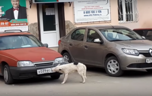 В Крыму собака воровала номерные знаки у машин