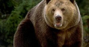 Украинец отбился от напавшего на него медведя эпилятором