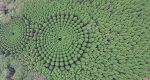 Загадочные круги деревьев в японском лесу — результат любопытного эксперимента