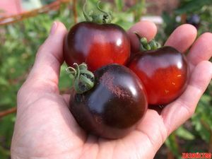 Черные помидоры – секрет мужского долголетия