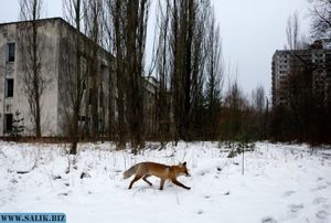 Взрыв реактора мог превратить Чернобыль в рай на земле