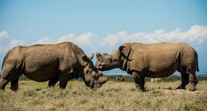 Черный и белый носорог: почему их так назвали, ведь на самом деле они оба серые
