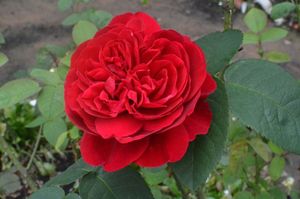 Как вырастить роскошные розы?