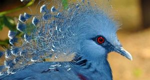 Венценосные голуби: где живут самые красивые их представители