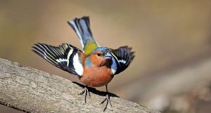 Как птицы могут видеть магнитное поле Земли, и зачем им это нужно