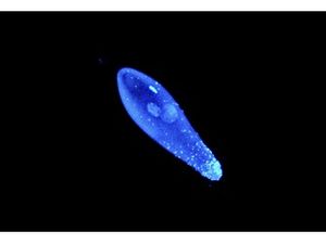 Бактерия вольбахия-убийца мужского пола