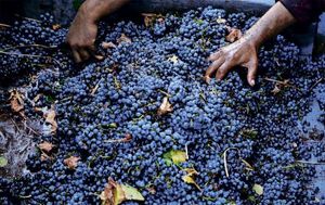 Вино из воды: факт, который отказываются признавать виноделы во всем мире