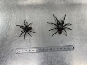 Из-за жары в Австралии начали появляться пауки-гиганты