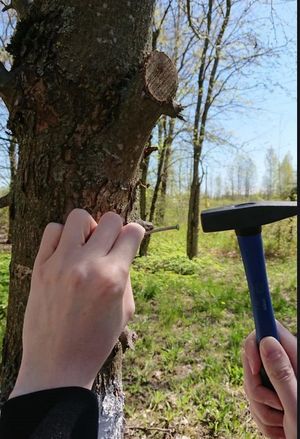 Мифы о забивании гвоздей в деревья