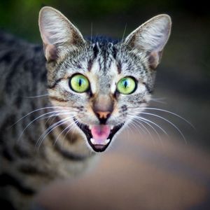 Учёные выяснили, что кошки мяукают специально для человека
