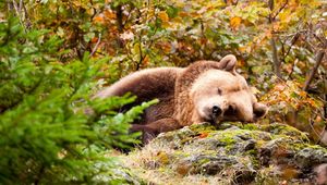 Зимняя спячка медведя, или почему медведь сосет лапу?