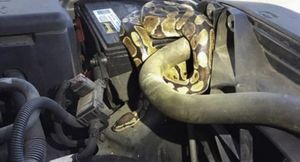 В Таиланде змея согрелась под капотом автомобиля