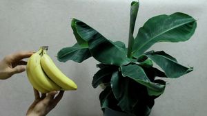 Вырастите банановую пальму дома. Все гости будут спрашивать, что это за экзотическое растение