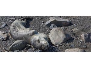 Странная гибель животных в Антарктиде