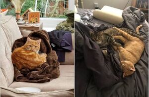 14 смешных котов, которые зашли в гости и чувствуют себя как дома