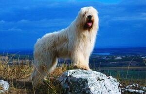 Южнорусская овчарка: собака, которая подвергалась уничтожению за свою преданность