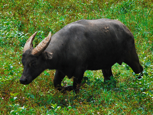 Тамарау: Корова без стадного инстинкта. Редкий зверь, что прячется в горных джунглях от людей и своих сородичей