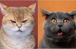 15 смешных фото, на которых запечатлены яркие эмоции котов