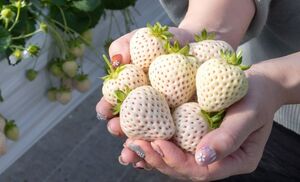 Как вырастить белую клубнику: агротехника и лучшие сорта