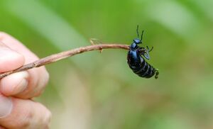 7 опасных насекомых, подстерегающих нас на даче и не только
