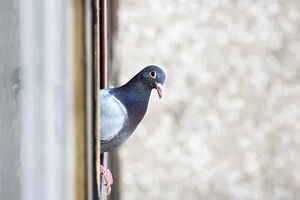 Как отпугнуть голубей от балкона: просто разбрызгайте это вещество и не забывайте повторять