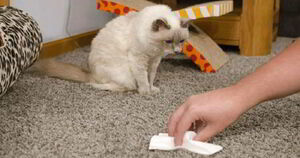 Эффективные способы избавится от запаха кошачьей мочи на ковре