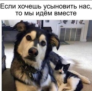 Осень не повод грустить! Зарядись позитивом с новым сборником мемов и картинок!