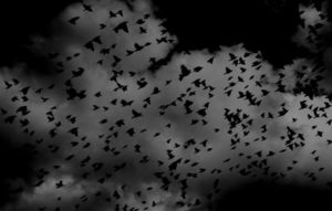 Массовое падение птиц с неба в Карелии – страшное предзнаменование или экологическая катастрофа?