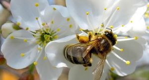 Не будет гречки, яблок и кофе: что произойдет, если на Земле исчезнут пчелы