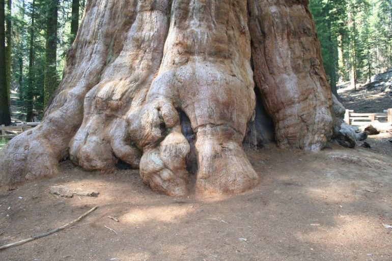 самое большое дерево кешью