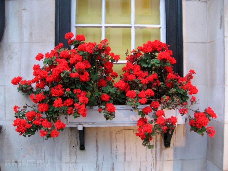10 примеров использования цветов за окном, чтобы дома было красиво не только внутри, но и снаружи