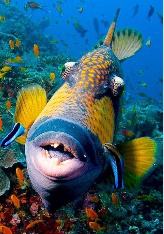 Голубоперый балистод: опасная рыба с жуткими зубами и агрессивным поведением весьма, балистода, которые, имеют, гнезда, такое, крупные, может, острыми, травмами, часто, людей, поведение, балистоды, обладает, Красного, подводного, сигуатоксин, морских, мелких
