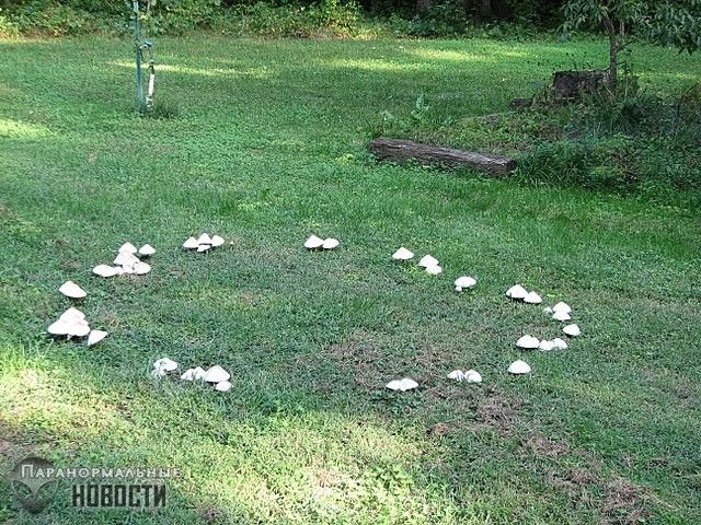 Вы осмелитесь войти в ведьмин круг? кольца, грибов, вокруг, кольцо, течение, чтобы, только, круги, грибы, также, можете, связаны, грибница, внутри, трава, ведьмин, время, много, феями, части