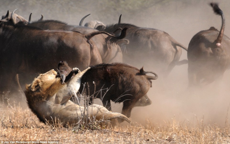 Африканский буйвол: Недооценённый африканский зверь, который крайне опасен чтобы, буйвола, шашлык, буйволу, буйволы, этого, твари, можно, паразитов, маленькие, подумали, достаточно, травка, другие, чёрного, стадо, буйволов, животина, любителей, люлей