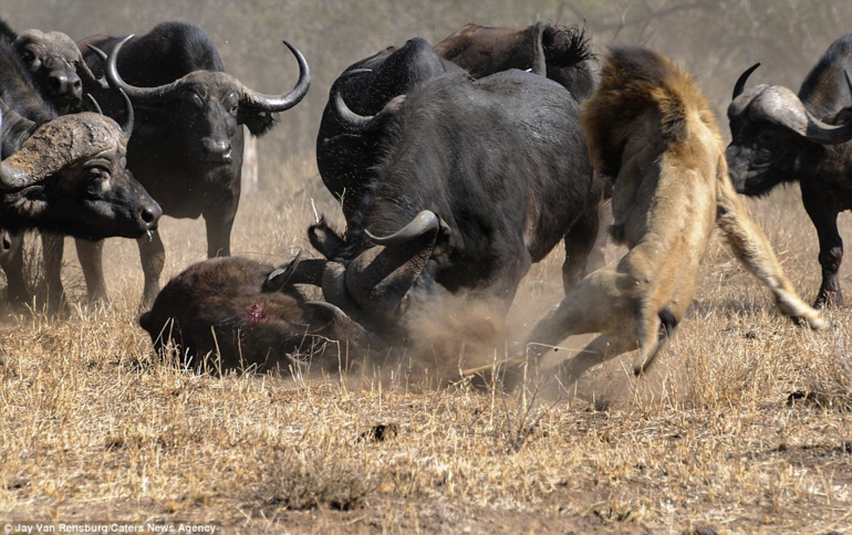 Африканский буйвол: Недооценённый африканский зверь, который крайне опасен чтобы, буйвола, шашлык, буйволу, буйволы, этого, твари, можно, паразитов, маленькие, подумали, достаточно, травка, другие, чёрного, стадо, буйволов, животина, любителей, люлей