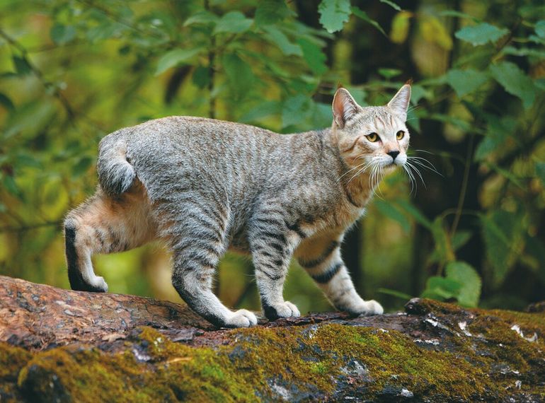 Порода кошек Пиксибоб — «миниатюрная домашняя рысь» 