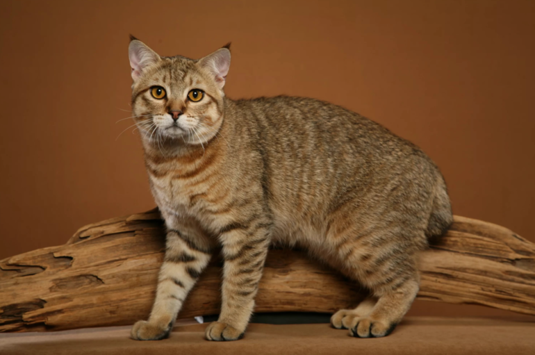 Порода кошек Пиксибоб — «миниатюрная домашняя рысь» 