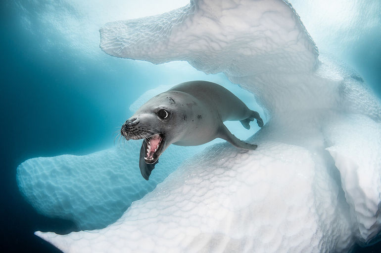 15 потрясающих фотографий подводного мира с международного конкурса 