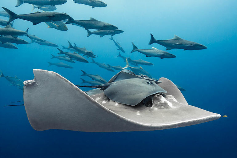 15 потрясающих фотографий подводного мира с международного конкурса 