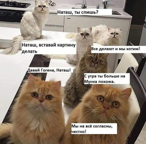 «Наташ, вставай! Мы уронили вообще все!»: на фоне последних событий в сети обрел популярность новый мем с котами 