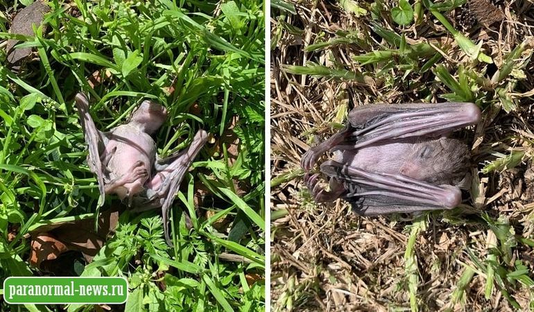 Жителей Израиля напугала странная смерть летучих мышей 