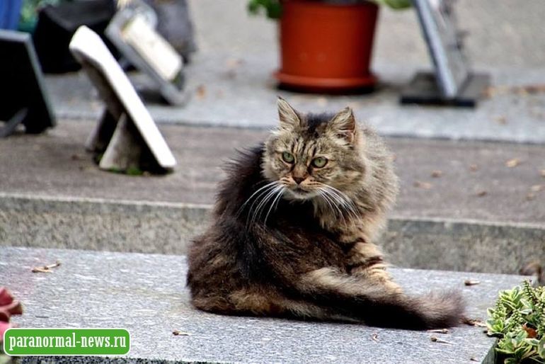Увидели кота на кладбище - покормите и приласкайте его: Народные кладбищенские приметы и запреты 
