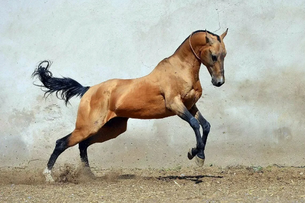 Дети пустыни. Одна из древнейших и самых красивых пород лошадей. 