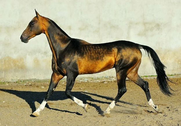 Дети пустыни. Одна из древнейших и самых красивых пород лошадей. 