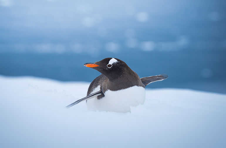 Антарктические пингвины: самые обаятельные и привлекательные 
