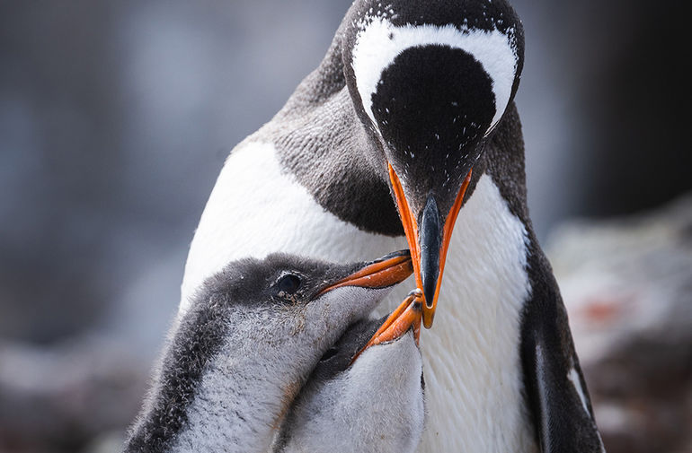 Антарктические пингвины: самые обаятельные и привлекательные 