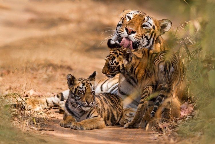 Вымирающий вид тигров триумфально возвращается в Индию 
