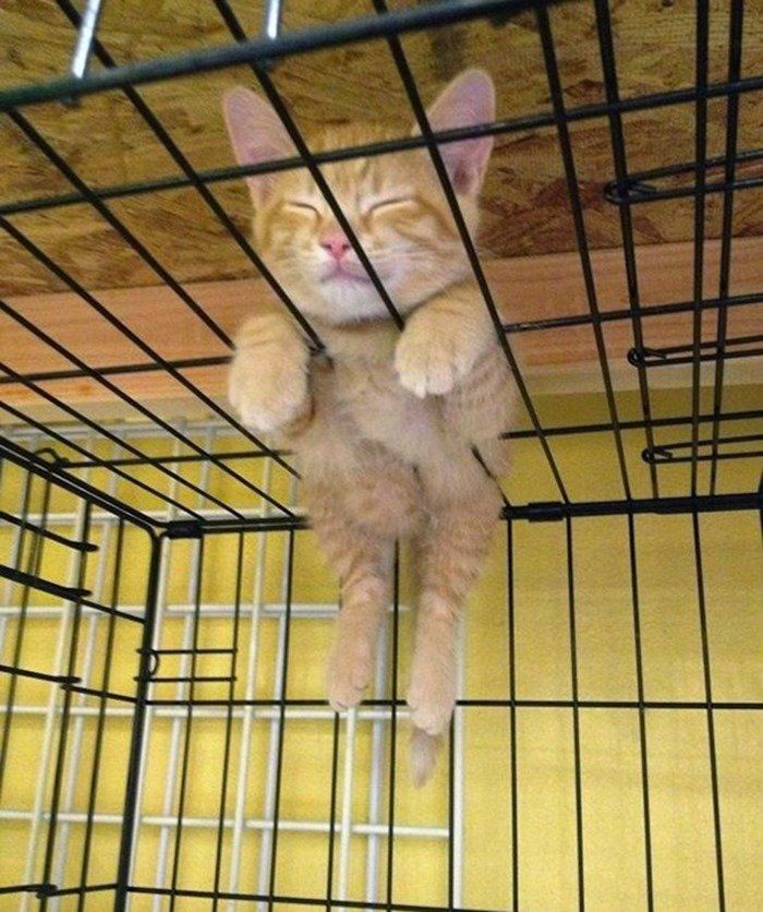 Смешные фото спящих котов и кошек 