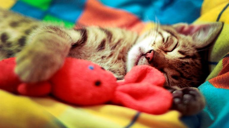 Смешные фото спящих котов и кошек 