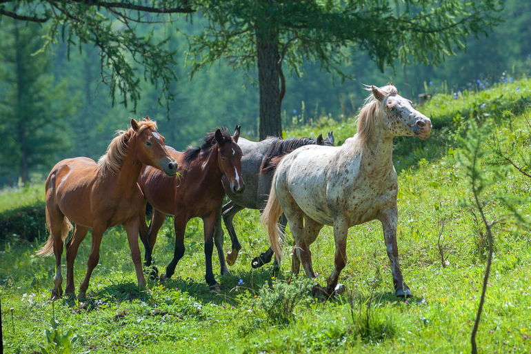 Лошади чубарой масти: кто ещё может поспорить с их красотой 